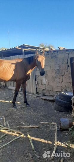 Продаются 2 кобылы