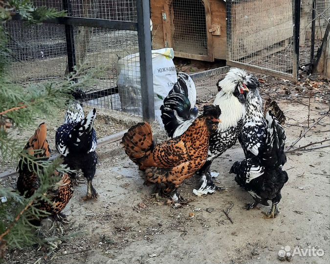 Инкубационное яйцо Павловских кур