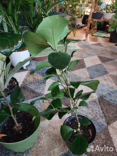 Фикус триангулярис