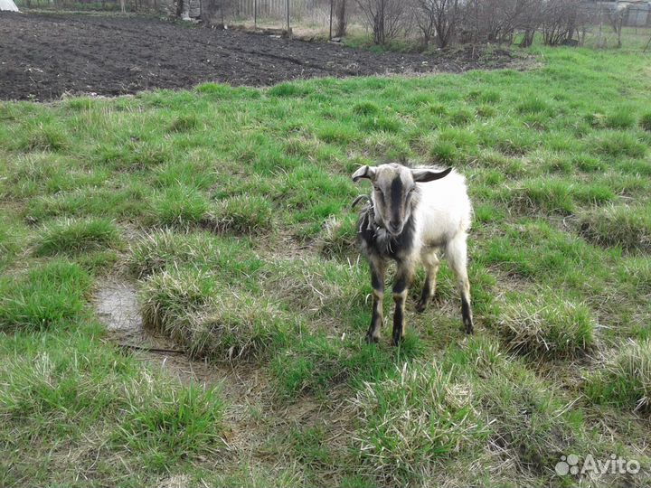 Продается коза, козлята
