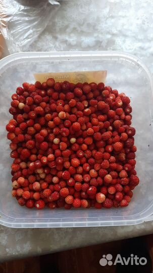 Земляника лесная