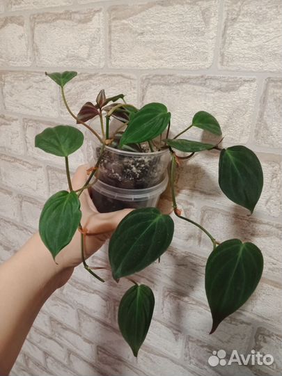 Филодендрон Миканс