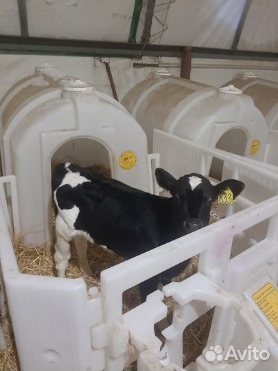 Бычки и быки