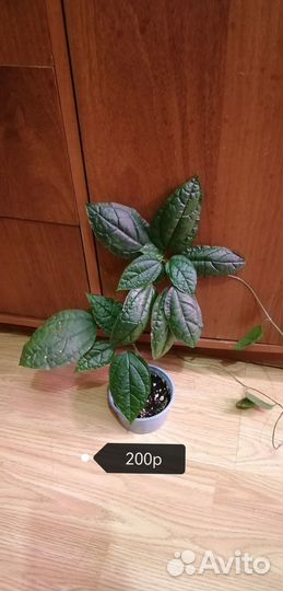 Клеродендрум томпсон