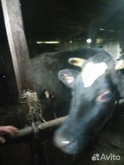 Продается дойная корова
