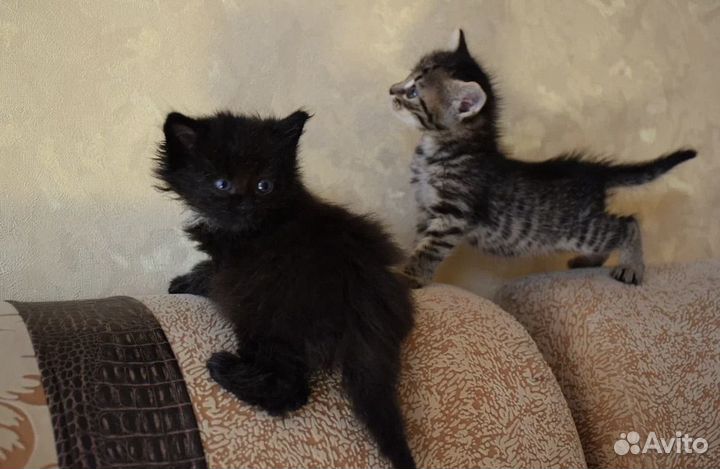 Сладкие пирожочки Котики в добрые руки