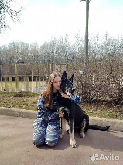 Передержка собак в домашних условиях, зооняня