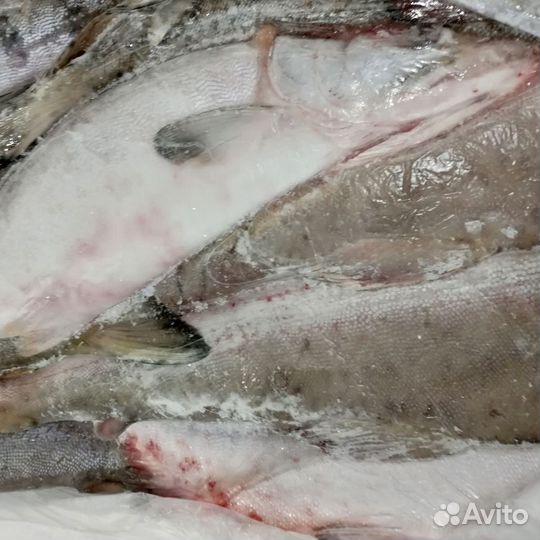 Горбуша нпсг улов Август 23г