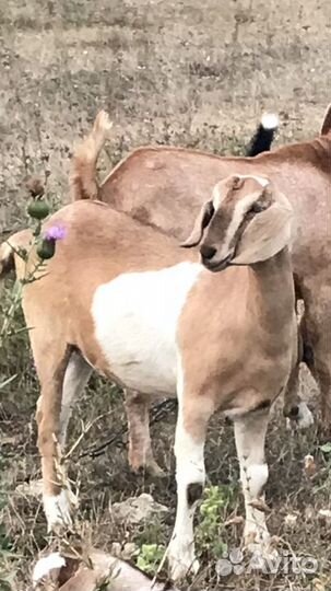 Нубийские козы и козлята