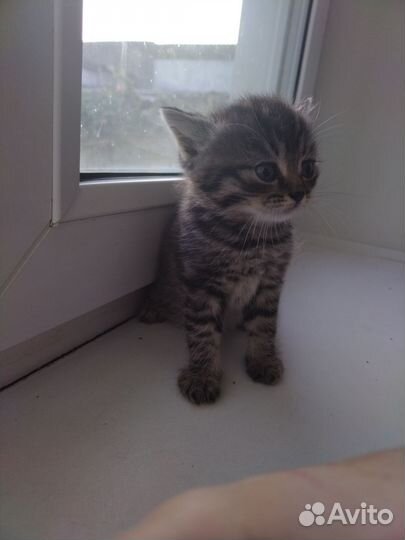 Отдадим котят