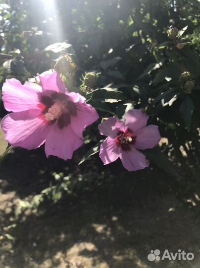 Гибискус сирийский семена