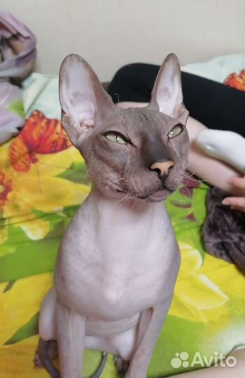 Сфинкс вязка