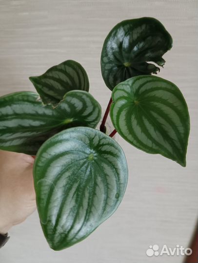 Бегония Кейн, пеперомия, фикус