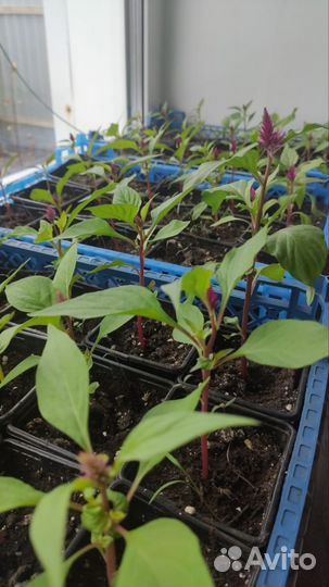 Целозия гребенчатая