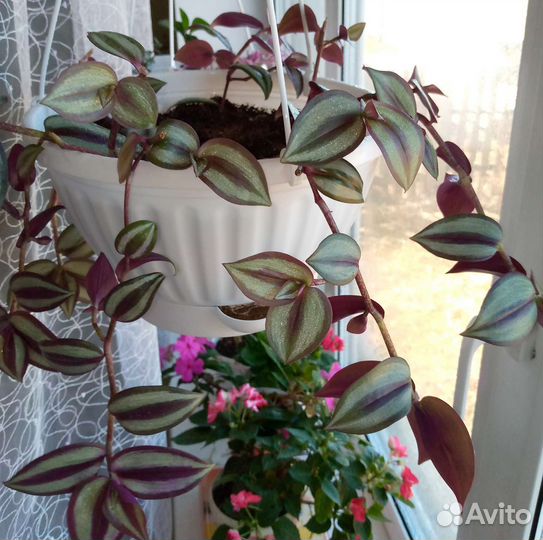 Традесканции