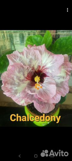 Флоридский гибискус Chalcedony