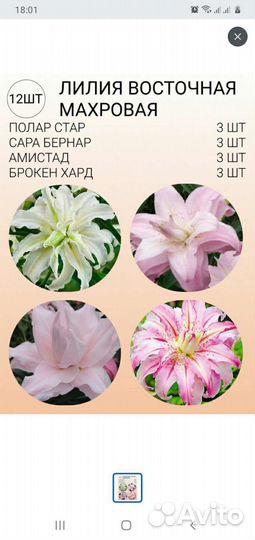 Лилии махровые луковицы