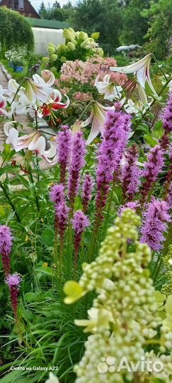 Лиатрис. Растение для сада