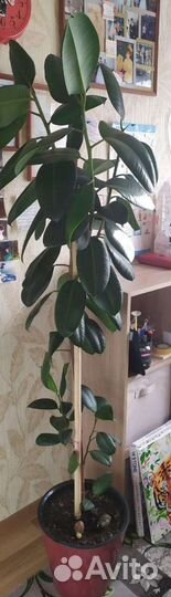 Фикус каучуконосный