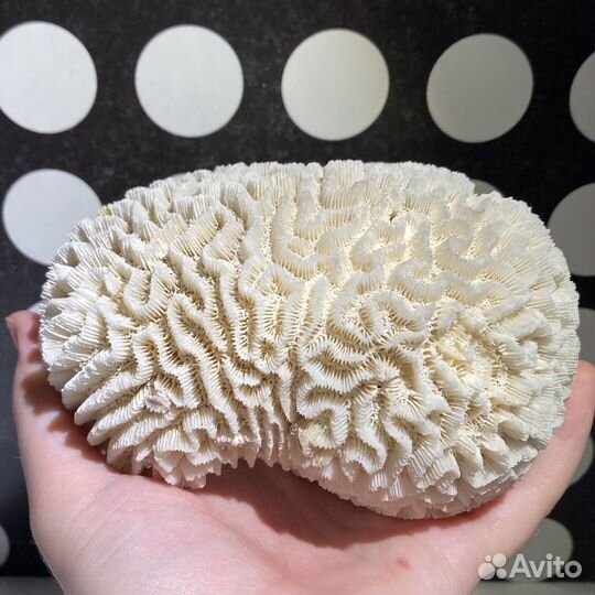 Мозговой коралл (мозговик)