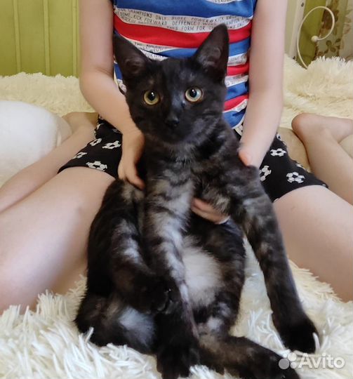 Котенок 3,5 мес