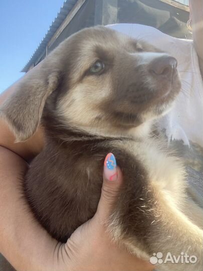 Отдам в добрые руки щенка