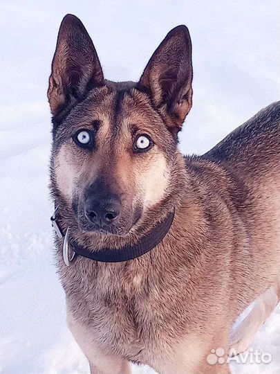 Метис хаски