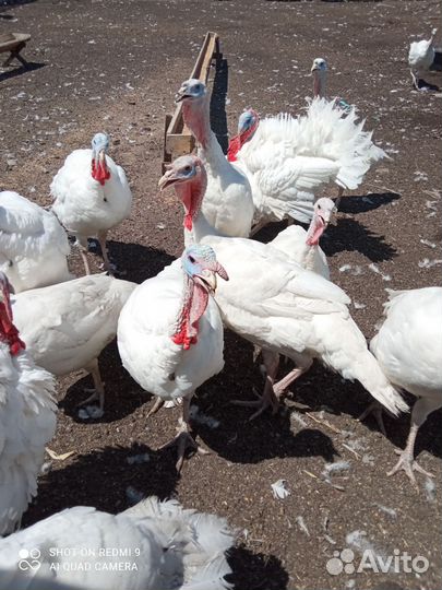Индюки на мясо краснодарский край