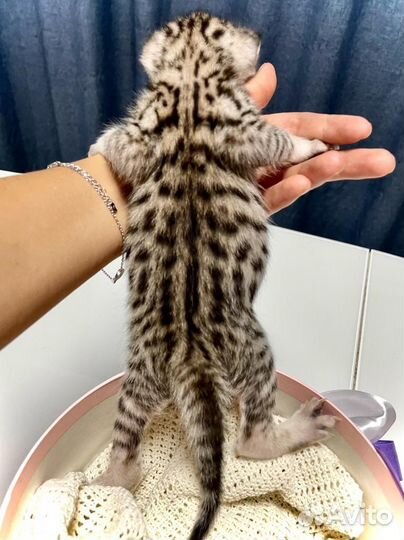 Котята саванна ф5