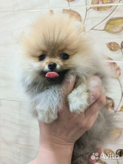 Шпицедетка