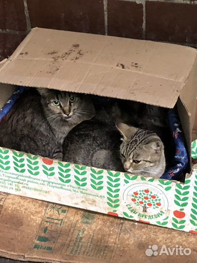 Кошки котята сиротки брошены людьми заберите в дар