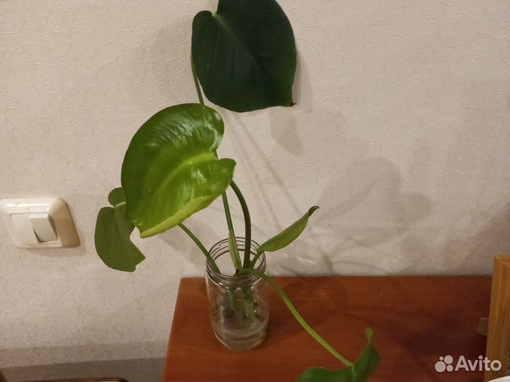 Укорененные черенки монстеры