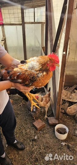 Молодые петухи