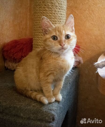 Котята в хорошие руки