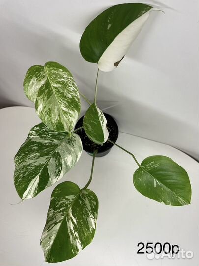 Монстера альба,манки