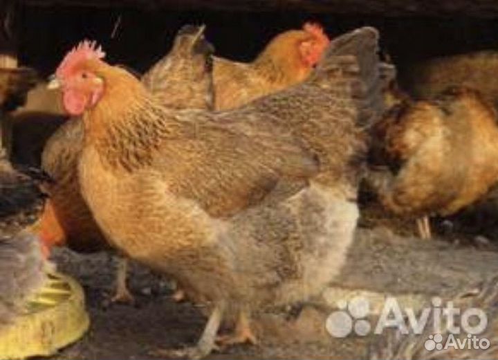 Кучинская юбилейная инкубационное яйцо