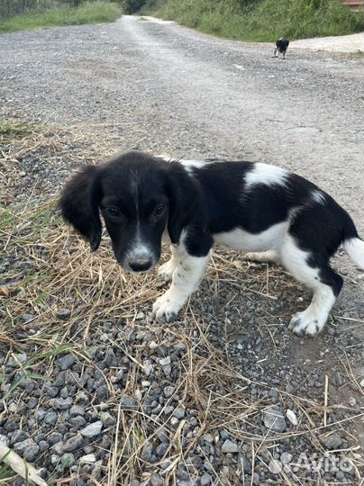 Прекрассные щенки