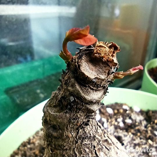 Каудексные растения - Stephania Erecta и экзотика