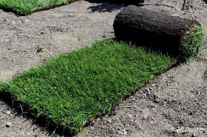 Рулонный газон