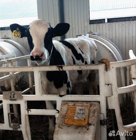 Холмогоры Голштины Бычки Тёлки