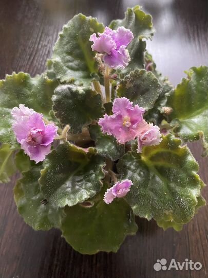 Колеусы, фиалки, замия, хойя