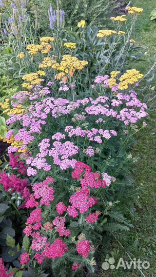 Многолетние цветы, кустарники