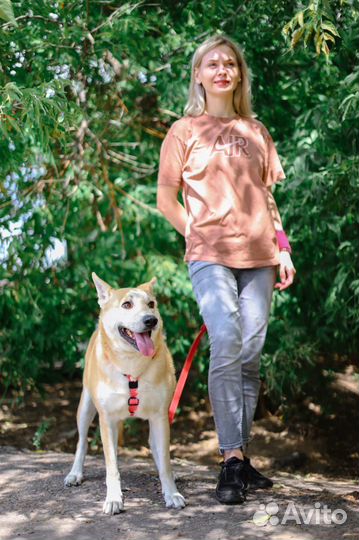 Красивый пес Лис ищет семью