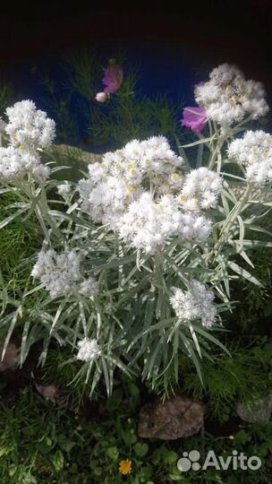 Садовые, многолетние растения