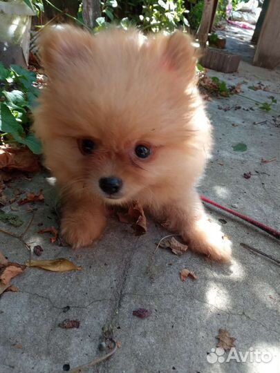 Щенки померанского шпица