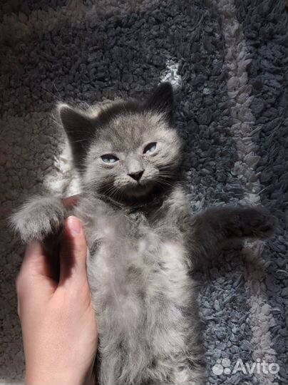 Котята бесплатно в добрые руки