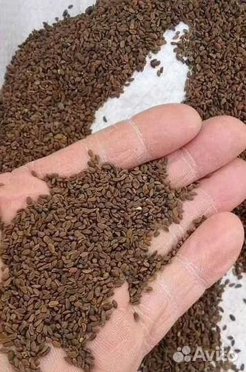 Семена фацелии