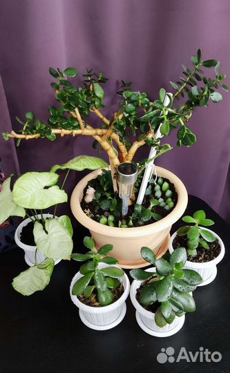 Комнатные растения в горшках цветы