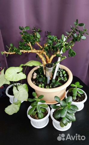 Комнатные растения в горшках цветы