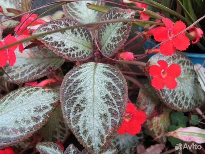 Комнатные цветы, разные в стаканах, продам и обмен